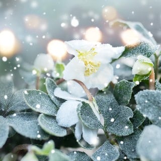 Christrosen: Farbenfrohe Überlebenskünstler im Winter  | Garten