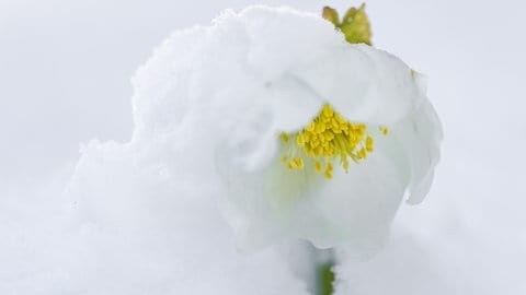 Christrosen: Farbenfrohe Überlebenskünstler im Winter  Garten