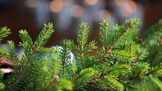 Tannenzweige vor einer Lichterkette | SWR1 Gartentipp: So könnt ihr Tannennadeln nach Weihnachten verwenden