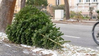 Weihnachtsbaum am Straßenrand nach Weihnachten zur Entsorgung | Verheizen, verfüttern oder weitwerfen: So könnt ihr euren Weihnachtsbaum entsorgen