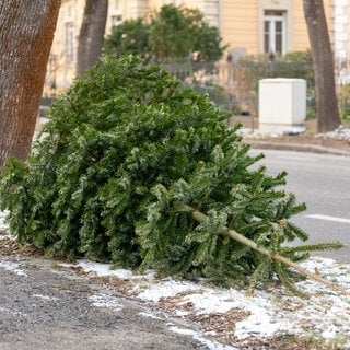 Weihnachtsbaum am Straßenrand nach Weihnachten zur Entsorgung | Verheizen, verfüttern oder weitwerfen: So könnt ihr euren Weihnachtsbaum entsorgen