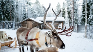 Ist Rentier Rudolph eigentlich eine Rudolphina?