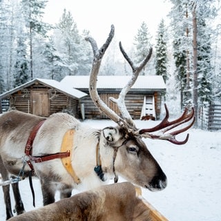 Ist Rentier Rudolph eigentlich eine Rudolphina?