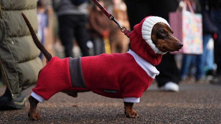 16. Dezember: Achtung, verkleidete Dackel sind in London unterwegs. Beim alljährlichen "Hyde Park Sausage Walk" gab es Dackel, nebst auch verkleidete Besitzer, zu bestaunen. Mit "Sausage", auf deutsch "Wurst", sind übrigens liebevoll die Dackel gemeint. Und damit alle Klarheiten beseitigt sind: Der Dackel ist im Englischen ein "Dachshund". Noch Fragen?