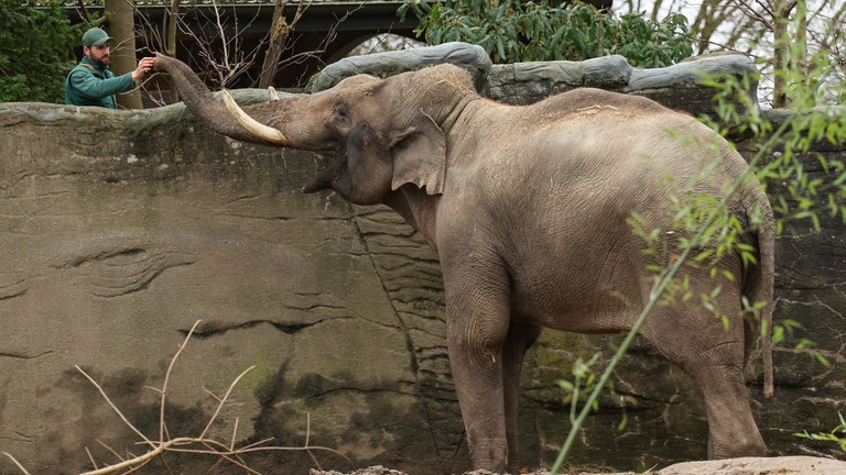 18. Dezember: Maurice hat den ersten Ausgang. Elefantenbulle Maurice ist 23 Jahre alt und der jüngste Neuzugang im Tierpark Hagenbeck in Hamburg. Dort freut man sich nach sieben Jahren besonders über den Zuchtbullen. Er nutzte seinen ersten Freigang, um sein Gehege bis ins Detail zu erkunden.