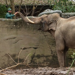 18. Dezember: Maurice hat den ersten Ausgang. Elefantenbulle Maurice ist 23 Jahre alt und der jüngste Neuzugang im Tierpark Hagenbeck in Hamburg. Dort freut man sich nach sieben Jahren besonders über den Zuchtbullen. Er nutzte seinen ersten Freigang, um sein Gehege bis ins Detail zu erkunden.