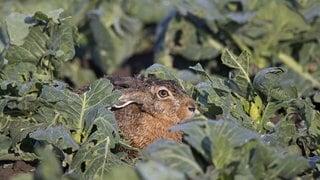 Darum sind Wintergemüse gesund