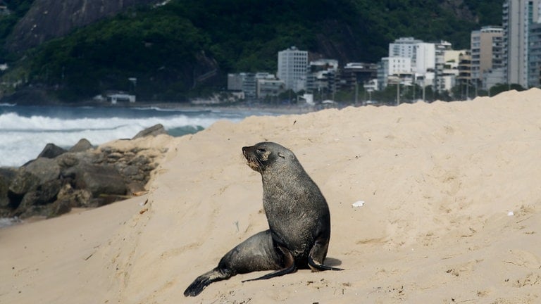 20. Dezember: Stell dir vor Du liegst am Strand und plötzlich taucht neben Dir ein Seebär auf. Passiert ist das in Rio de Janeiro in Brasilien. Aber, der Seebär, der kam wohl direkt aus der Antarktis. Wie das völlig erschöpfte Männchen es bis nach Rio geschafft hat, ist unklar. Solche Besuche passieren öfter, aber nicht um diese Jahreszeit, so ein Behördensprecher. Die gute Nachricht: Dem Tier geht es gut. Du kannst Deinen Urlaub fortsetzen.