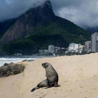 20. Dezember: Stell dir vor Du liegst am Strand und plötzlich taucht neben Dir ein Seebär auf. Passiert ist das in Rio de Janeiro in Brasilien. Aber, der Seebär, der kam wohl direkt aus der Antarktis. Wie das völlig erschöpfte Männchen es bis nach Rio geschafft hat, ist unklar. Solche Besuche passieren öfter, aber nicht um diese Jahreszeit, so ein Behördensprecher. Die gute Nachricht: Dem Tier geht es gut. Du kannst Deinen Urlaub fortsetzen.