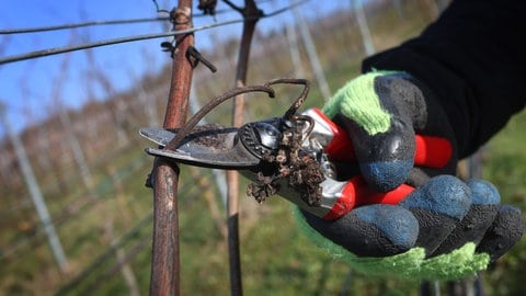 Mit dem Rebschnitt im Februar beginnt der fünftägige Winzer-Workshop "Winzer für ein Jahr" und endet mit dem eigens hergestellten Wein.