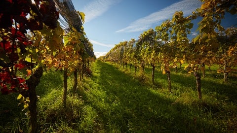 Das eigentliche "zuhause" eines Winzers: Ein Weinberg im Herbst 