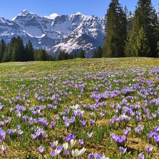 Gartentipps von Natalie Bauer: Frühblüher