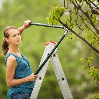 Der richtige Schnitt an Gehölzen: So werdet Ihr Friseurmeister im Garten