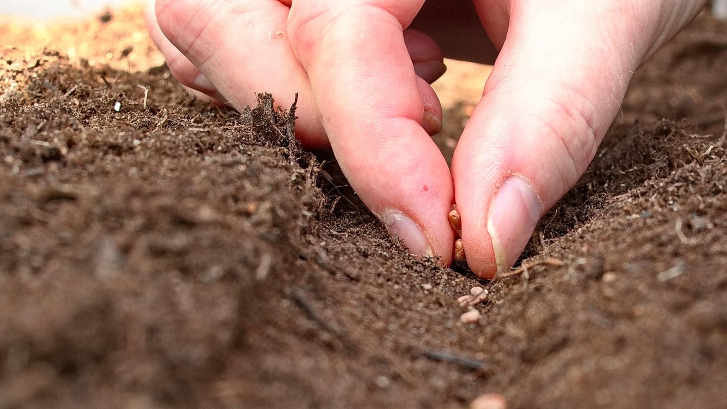 Pflanzensamen werden in Erde gelegt | Gemüse setzen oder säen? Gartentipps von Natalie Bauer