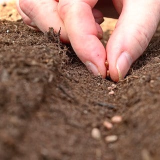 Pflanzensamen werden in Erde gelegt | Gemüse setzen oder säen? Gartentipps von Natalie Bauer