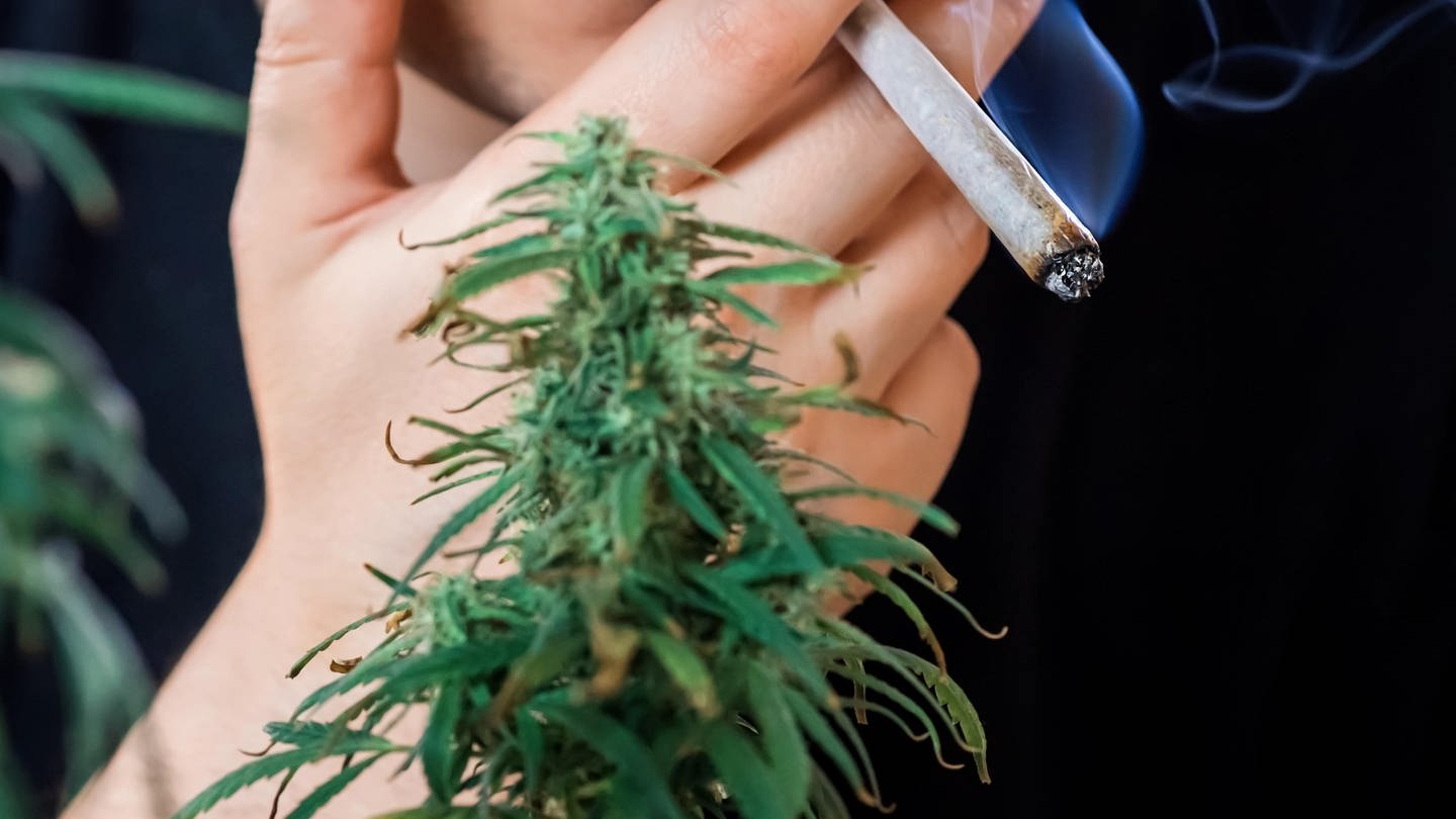 Besitz und kontrollierter Anbau von Cannabis zum privaten Gebrauch ist unter Einschränkungen in Deutschland erlaubt. Die Politik hofft, durch die Teil-Legalisierung, illegalen Handel einzudämmen und Konsum besser zu kontrollieren. Cannabis hat aber auch einen medizinischen Nutzen: als Stimmungsaufheller und zur Linderung von Schmerzen. Professorin Dr. Petra Beschoner von der Akut-Klinik Bad Saulgau warnt allerdings vor regelmäßigem Cannabiskonsum - darüber sprechen wir mit ihr in SWR1 Leute.