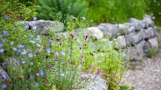 Landschaftsarchitektin Stella Friede ist zu Gast in SWR1 Leute. Sie verrät, wie sich ein naturnaher Garten gestalten lässt für Menschen, Tiere und Pflanzen.