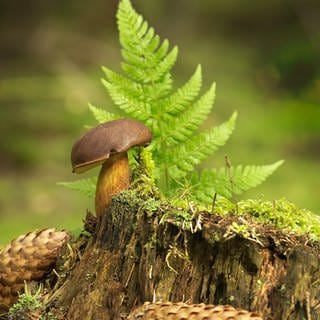 Ein Pilz im Wald. Pilzcoach und Pilzexperte Moritz Schmid weiß alles über Pilze. Für ihn ist Pilze sammeln die perfekte Kombination aus Naturglück, Entschleunigung und Genuss. Wie ihr die besten Plätze zum Pilzesammeln findet und worauf ihr achten müsst, erzählt er in SWR1 Leute.