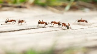 Waldameisen sind auf einem Holzstück eines Wanderwegs zu sehen. Ameisen sind das Forschungsgebiet der Biologin Susanne Foitzik. Sie ist in SWR1 Leute zu Gast und kennt sich mit den Insekten aus, auch mit der invasiven Art Tapinoma magnum, die in Kehl für Schaden sorgte.