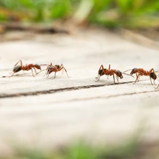 Waldameisen sind auf einem Holzstück eines Wanderwegs zu sehen. Ameisen sind das Forschungsgebiet der Biologin Susanne Foitzik. Sie ist in SWR1 Leute zu Gast und kennt sich mit den Insekten aus, auch mit der invasiven Art Tapinoma magnum, die in Kehl für Schaden sorgte.