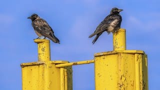 Zwei Rabenkrähen (Corvus corone) sitzen auf einem gelben Schiffsanleger am Hafen der Tanger an der Mündung zur Elbe, Tangermünde, Sachsen-Anhalt, Deutschland, Europa