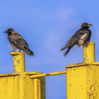 Zwei Rabenkrähen (Corvus corone) sitzen auf einem gelben Schiffsanleger am Hafen der Tanger an der Mündung zur Elbe, Tangermünde, Sachsen-Anhalt, Deutschland, Europa