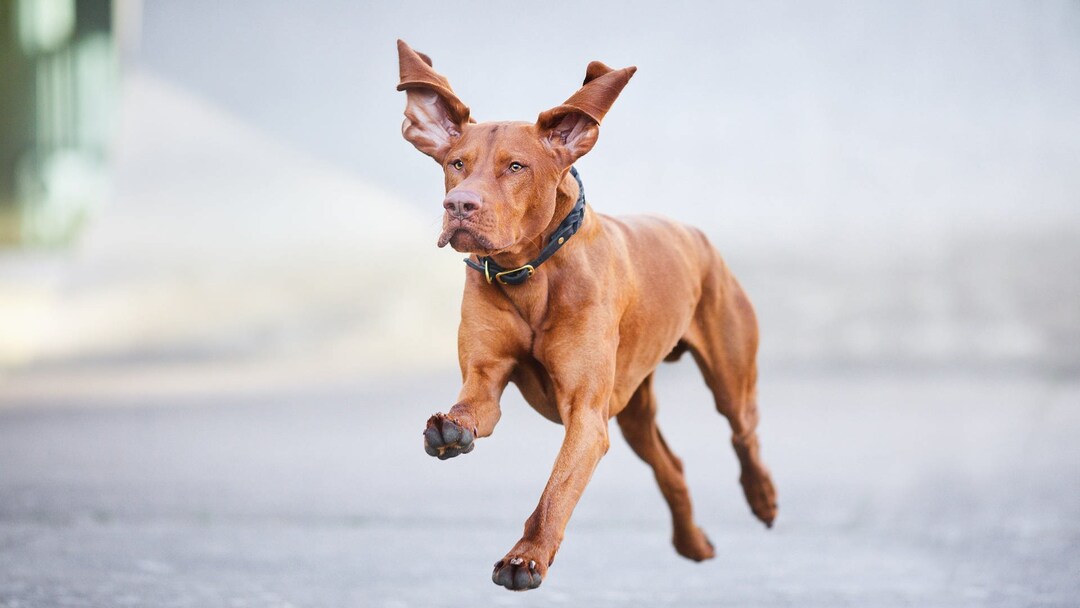 Hunde Neuer Bildband Und Ein Fotoshooting Swr2