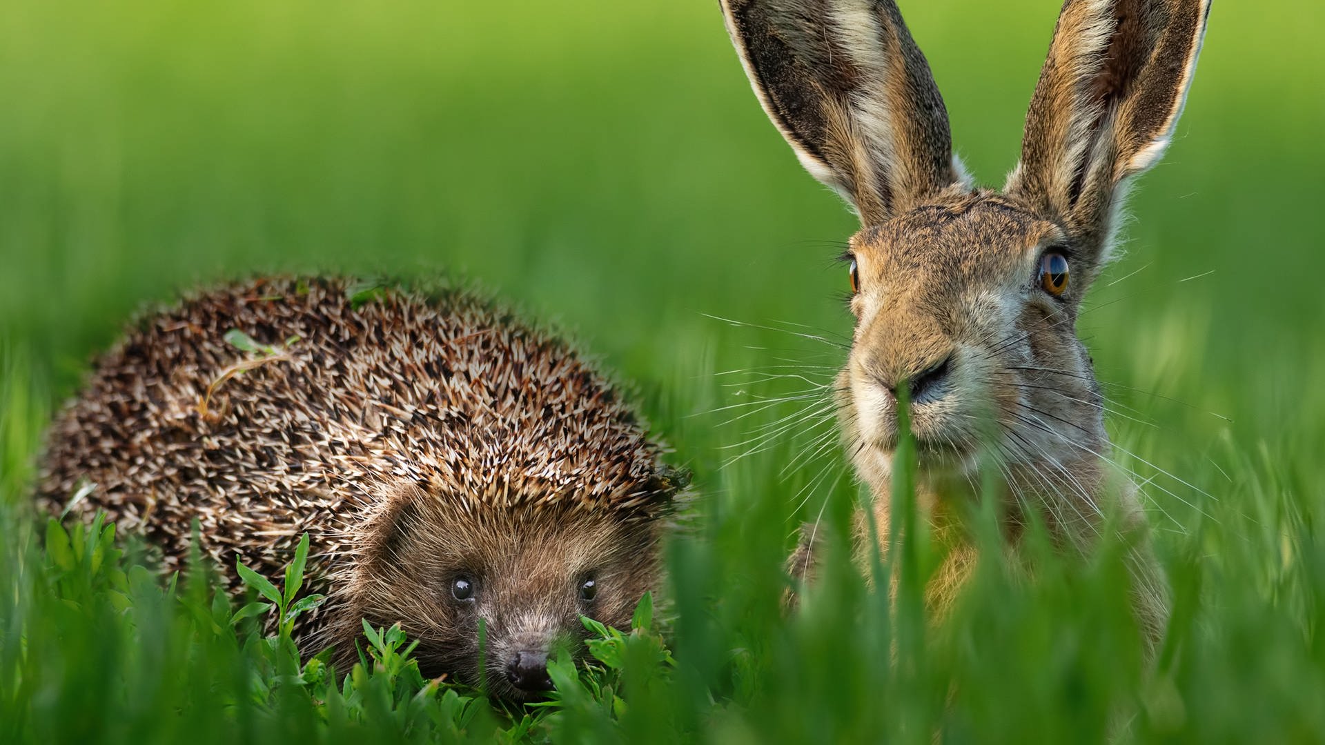 Hase Und Igel Swr2