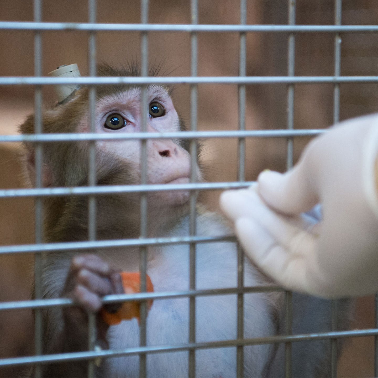 Wenn Forschung quält – Brauchen wir Tierversuche?