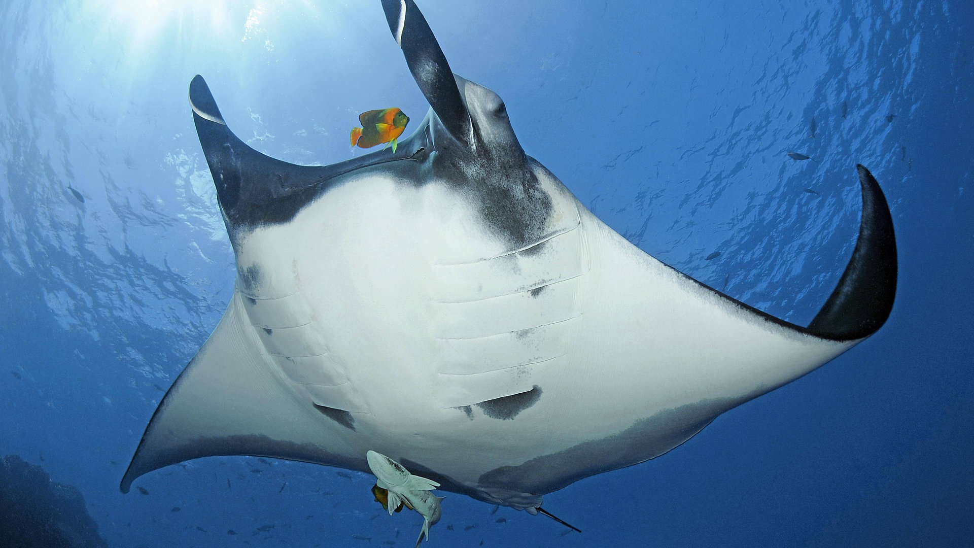 Wie Viel Wiegt Ein Mantarochen Swr Wissen