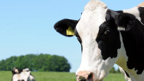 Sieben Gründe, warum die Kuh Hörner braucht - Bauernzeitung