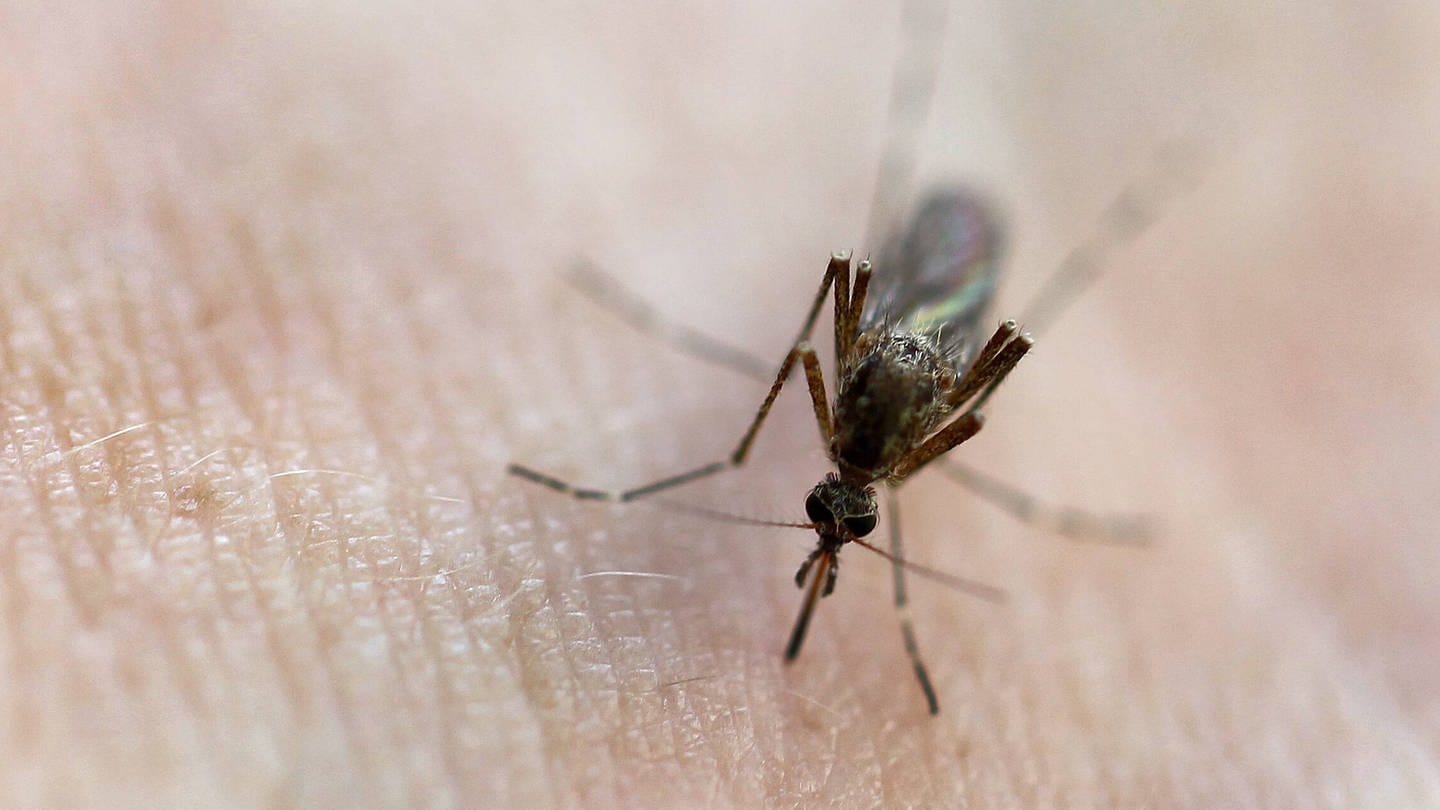 Mückenschutz: Tipps und Tricks gegen die lästigen Blutsauger – SWICA
