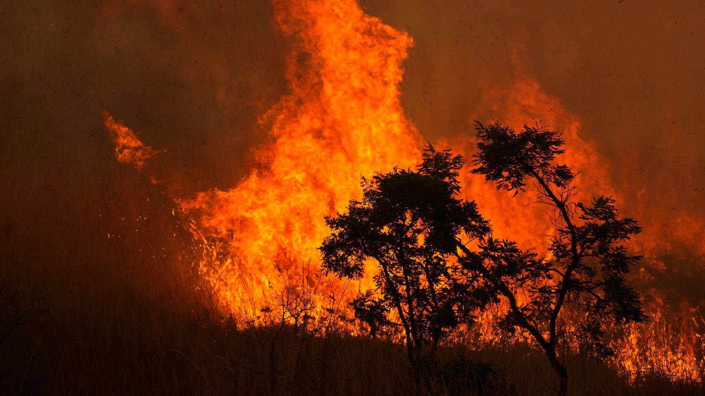 Feuer verbrennt einen Teil des Cerrado in der brasilianischen Savanne in einem Gebiet nahe dem Zentrum von Brasilia / Brasilien
