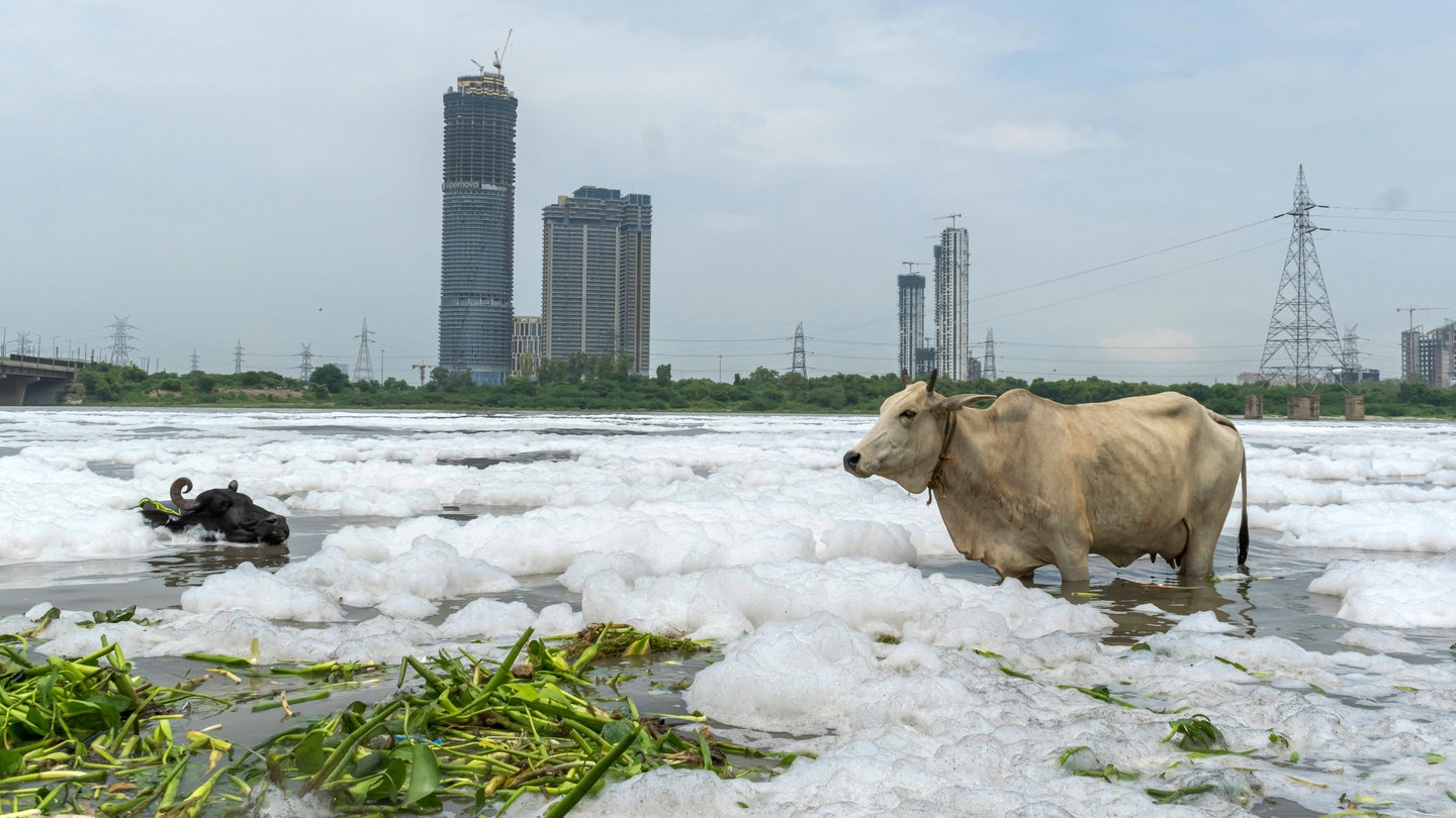 The Rights of Nature: When Rivers, Plants, and Animals Could File Lawsuits