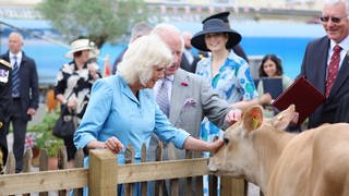 Königin Camilla trägt ein hellblaues Kostüm, König Charles einen hellgrauen Anzug. Beide stehen an einem Zaun, hinter dem sich Kühe befinden. Sie streicheln eine davon behutsam.