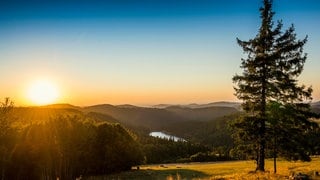 Elsass: AUf einem Hügel steht eine Tanne, im Hintergrund sind sanfte Hügel zu sehen und ein See. Die Sonne taucht die Landschaft in goldenes Licht.