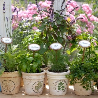 Kräuter stehen auf der Fensterbank gepflanzt in Töpfen: Salbei, Majoran, Basilikum, Petersilie und Dill. Daneben stehen blaue Kannen.