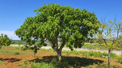 Feigenbaum: Er ist im Freien vermutlich einem Garten gepflanzt. Seine großen Blätter sind grün, so dass es schwer ist, grüne Feigen zu sehen. 