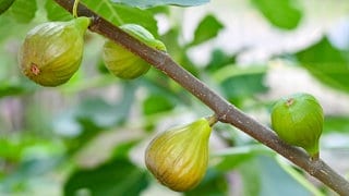 Feigenbaum mit Feigen dran: Die Früchte sind überwiegend grün.