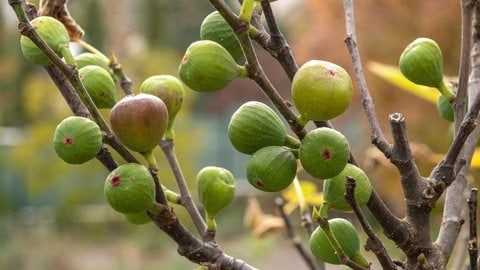 Feigenbaum mit Feigen dran in grüner und leicht bronzener Farbe.