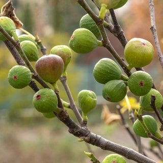 Feigenbaum mit Feigen dran in grüner und leicht bronzener Farbe.