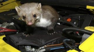 Ein Marder im Motorraum eines Autos: Die Kabel und Schläuche ziehen die Tiere magisch an, deshalb sollte man ihn vertreiben.