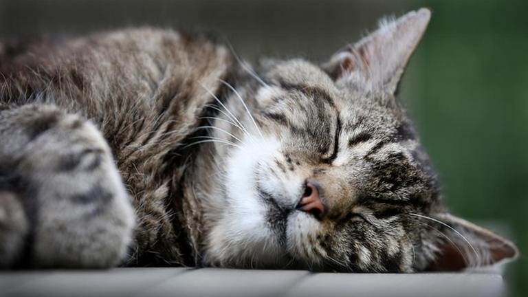 Katze Bild Katze Macht Gerausche Im Schlaf