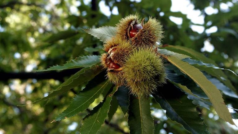 Die Esskastanie im Garten Tipps SWR4 BW SWR4 SWR