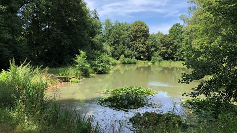 Wandern in BW: Auf dem Fünfmühlen-Rundweg in Siegelsbach lässt sich das Kraichgau zu Fuß erleben. Am Wegesrand laden beispielsweise kleine Seen zum Verweilen ein.