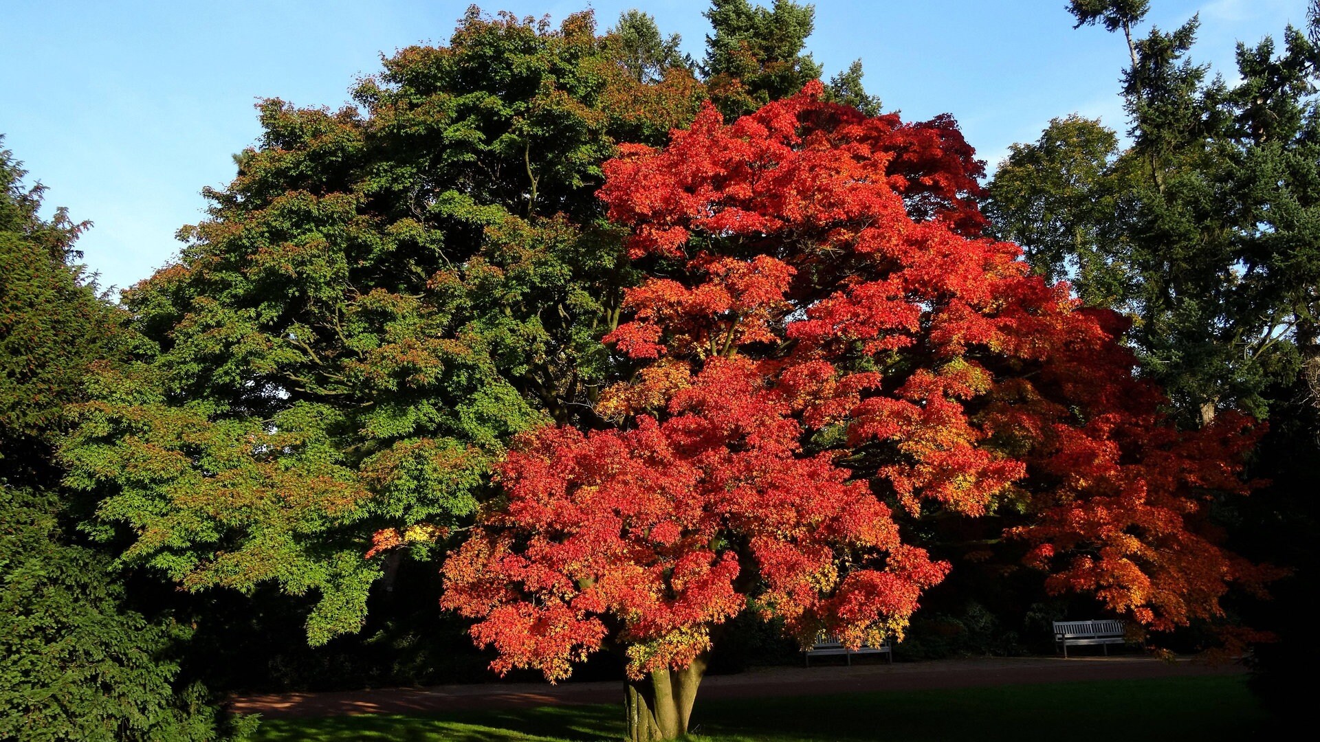 Zierbaum für kleine Gärten, der Amberbaum im Herbst SWR4