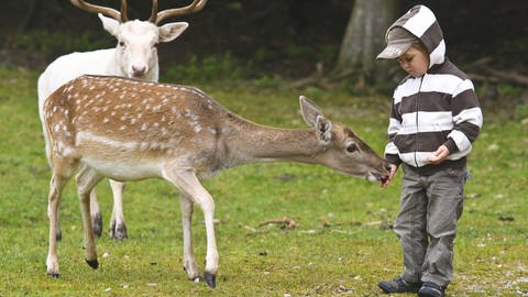 Ein Kind füttert ein Reht mit Kastanien