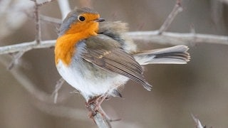 Heimische Singvögel in Deutschland: Ein Rotkehlchen sitzt auf einem Ast.