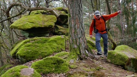 Rundwanderweg Napoleon-Steig im Pfälzerwald: Ein Wanderer läuft über moosbewachsene Felsen