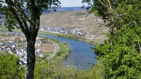 Rundwanderweg Klüsserather Sagenweg: Panorama-Blick durch Bäume hindurch auf die Mosel